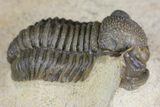 Gerastos Trilobite Fossil - Foum Zguid, Morocco #145738-1